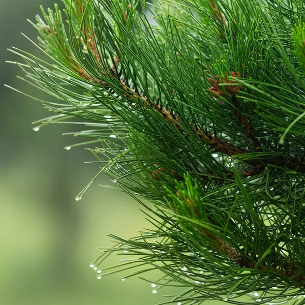 Pine Branches Close Raindrops — Stock Photo, Image