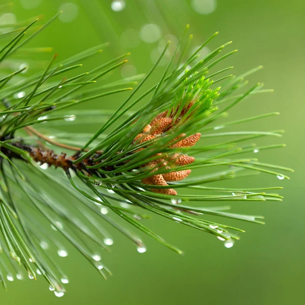 Pine Branches Close Raindrops Macro — Stock Photo, Image