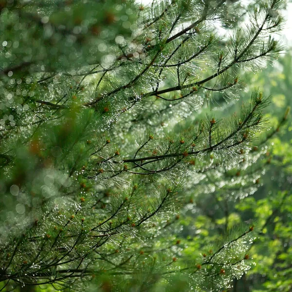 Pine Branches Close Raindrops — Stock Photo, Image