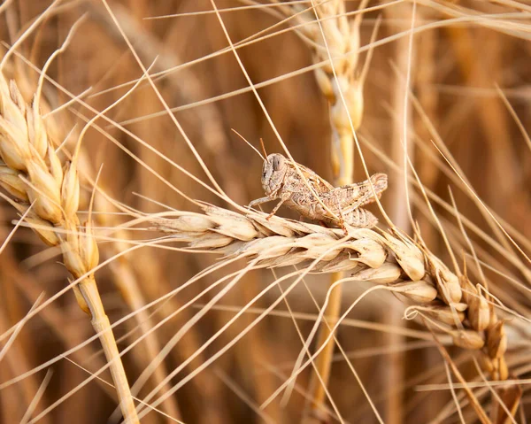 Locust sitson wheat grain in a wheat field