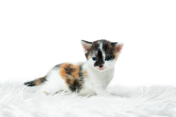 Tricolor Spotted Newborn Small Kitten White Background — Stock Photo, Image