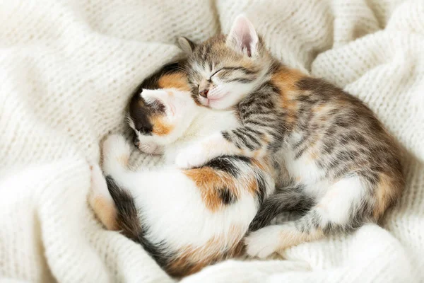 two small tricolor sleeping kittens on a white woolen blanket