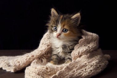 örtünün altına saklandı küçük kedicik