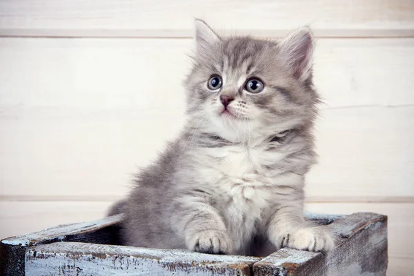 Graues Kätzchen Sitzt Einer Blauen Holzkiste Blickt Auf — Stockfoto