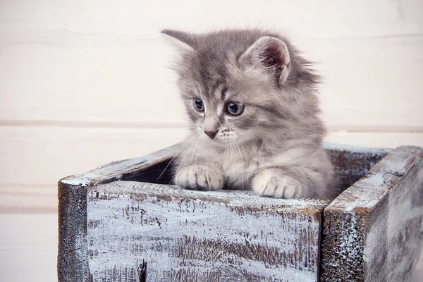 Bir Mavi Ahşap Kutusunda Görünüyor Gri Kedi Yavrusu Oturup — Stok fotoğraf