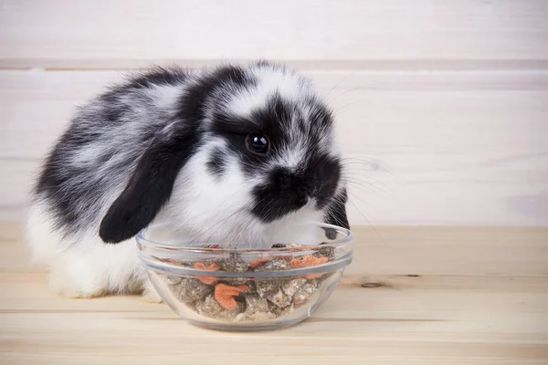 Little Rabbit Eating Food Wooden Background — Stock Photo, Image