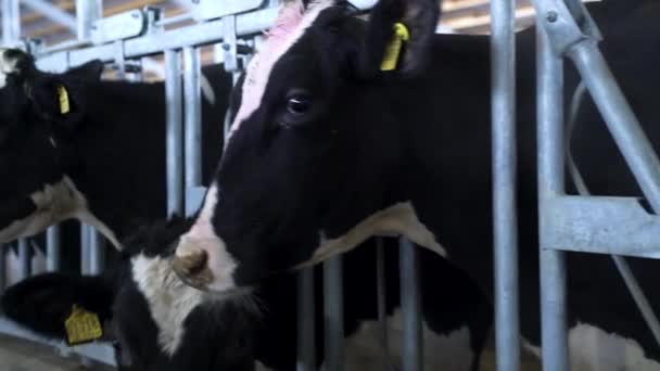 Dobytek Krávy Zemědělství Stodole — Stock video