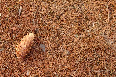 küçük iğne yapraklılar yukarıdan düşmüş iğne falan batmazdı yığını yerleşimini daire / orman sedyeye koni