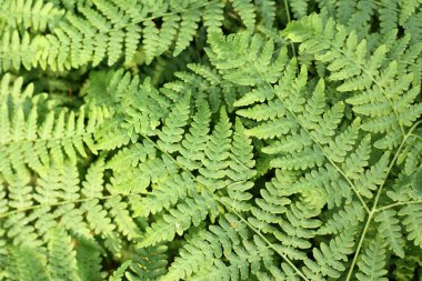 yeşil yaprakları kalın ormanda / vahşi büyür fern doğa arka plan