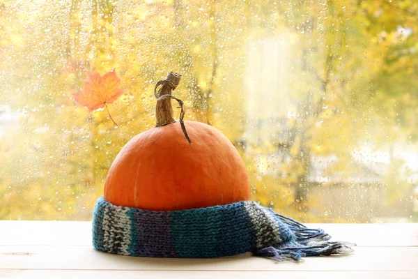 Weicher Orangefarbener Kürbis Einen Warmen Schal Gehüllt Auf Dem Hintergrund — Stockfoto