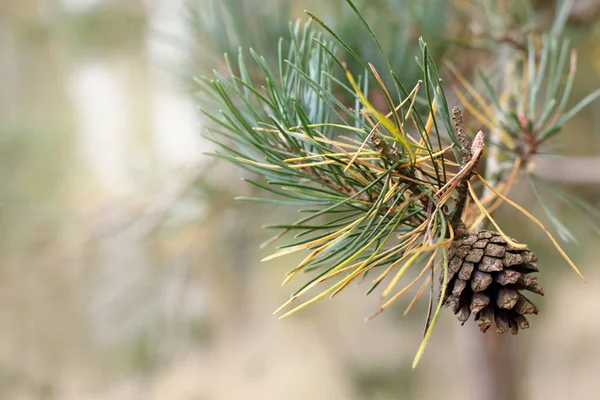 cone pine growing on a branch in the forest / natural decoration