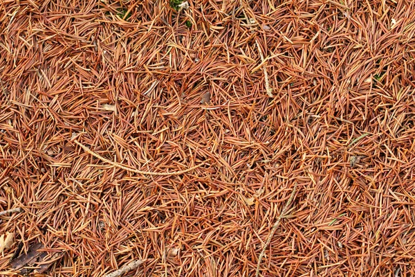 Muy Son Muchas Agujas Abetos Pino Alfombra Otoño —  Fotos de Stock