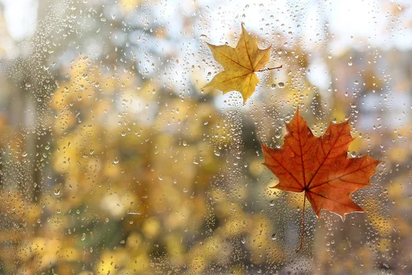 Gotas Lluvia Hojas Arce Caídas Ventana Clima Característico Otoño —  Fotos de Stock