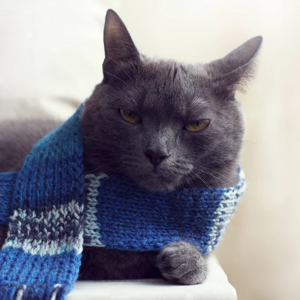 Γκρι Γάτα Στο Μπλε Μάλλινο Κασκόλ Θέρμανσης Ρούχα Κρύο Seaso — Φωτογραφία Αρχείου