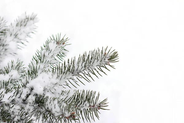 Fir Twigs Snowfall Snowy Background Winter Season Stock Image