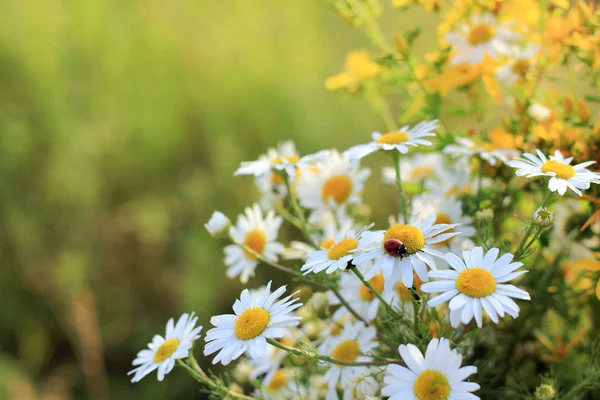 Big Bouquet Blossoming Field Daisies Summer Mood — Stock Photo, Image