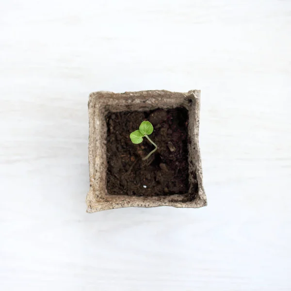 Pequena Planta Cultivada Sementes Com Folhas Verdes Pote Vista Superior — Fotografia de Stock