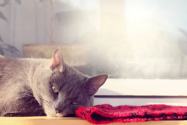 Γάτα Ξαπλωμένη Στο Μπαλκόνι Κατά Παράθυρο Θερμαίνοντας Ήλιο Άνοιξης Για — Φωτογραφία Αρχείου