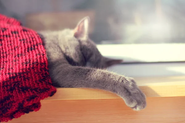 Εγχώριο Γάτα Ημέρας Υπνάκους Ένα Windowsill Αύξηση Της Θερμοκρασίας Κουβέρτα — Φωτογραφία Αρχείου