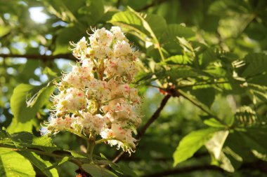 kestane ağacı açık çiçekler / alışılmadık çiçekli bahar