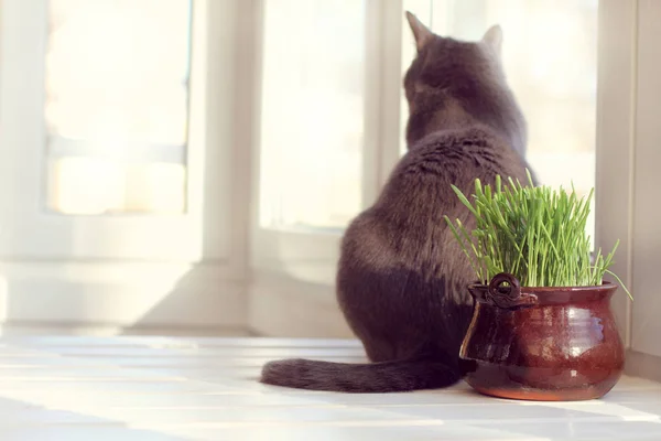 Κατσαρόλα Καταπράσινο Γρασίδι Ένα Τραπέζι Φόντο Γάτα Κοιτάζω Έξω Από — Φωτογραφία Αρχείου