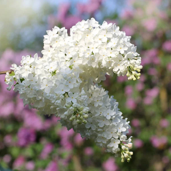 Пышные Белые Цветы Сирени Весеннего Цветения — стоковое фото