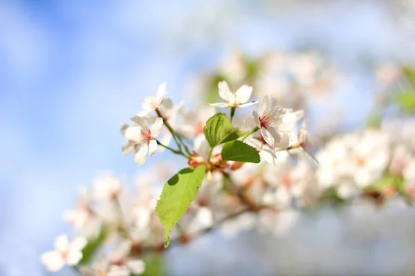 Background Blurred Flowers Spring Time Flowering Cherry Tree — Stock Photo, Image