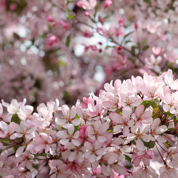 Wiśniowe Drzewo Różowym Kwiaty Magiczne Dni Wiosny — Zdjęcie stockowe
