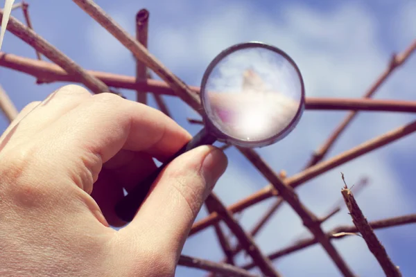 Main Jardinier Avec Loupe Sur Fond Vigne Inspection Approfondie Des — Photo