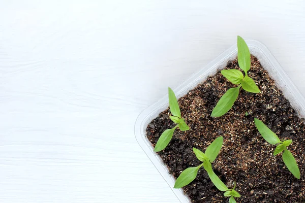 Hausgemachte Knüppel für die Bepflanzung im Garten — Stockfoto