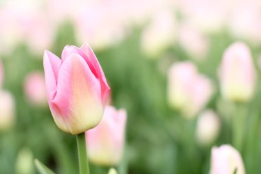 ihale bahar çiçek açan