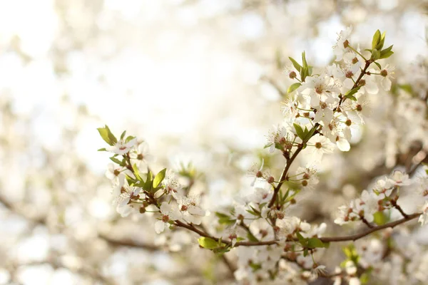 Paisaje de primavera en un jardín —  Fotos de Stock
