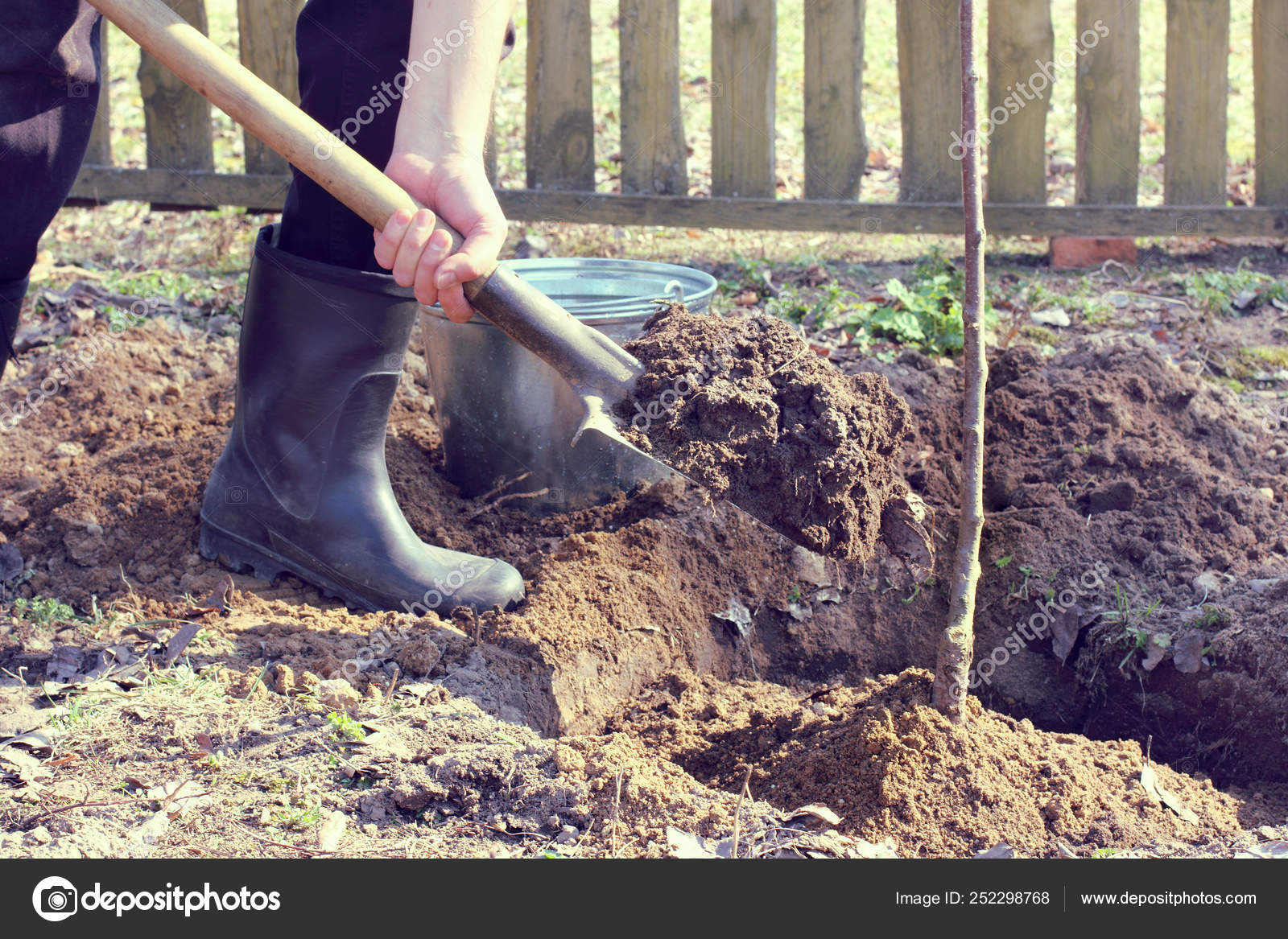 Его сажают в землю. Дачный участок. Что выращивает в земле обитаваной. Место для посадки груши. Его сажают в землю.