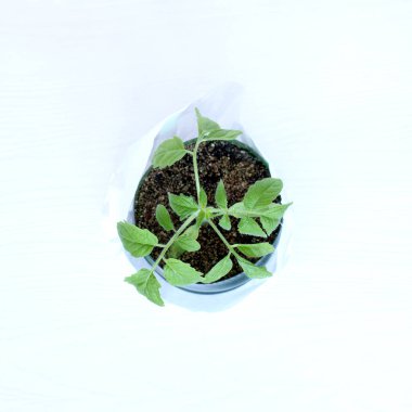  Bahçe için lahanası