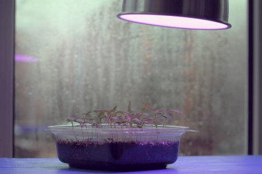 Bulutlu havalarda bitkilerin özel ışık