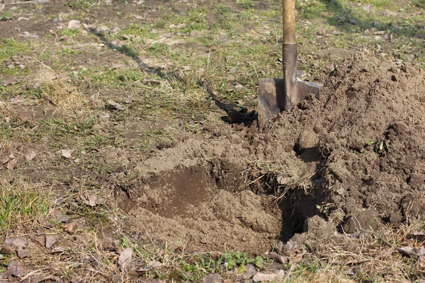 Preparation for planting trees — Stock Photo, Image