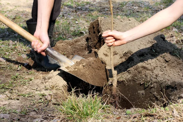 Zusammenarbeit im Garten — Stockfoto