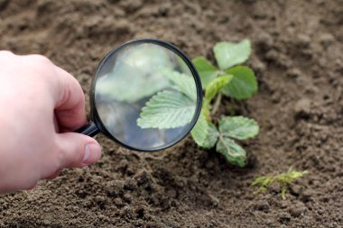 dikkatli muayene fidan