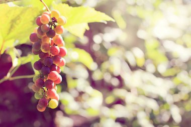 atmosfer gelecek hasat için Isınma