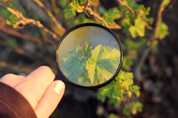 Büyümeye yakın çalışma — Stok fotoğraf