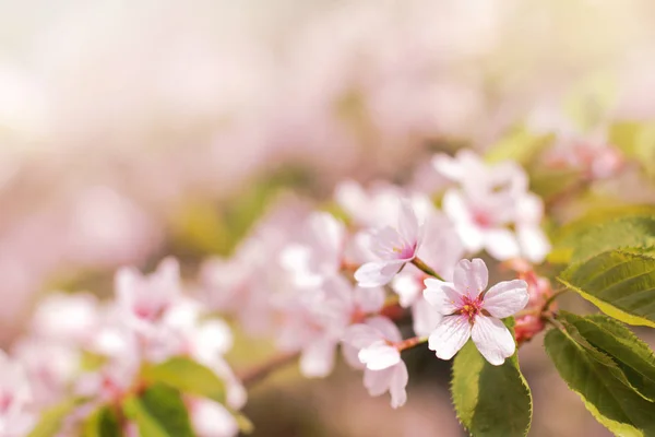 Spring time of the year — Stock Photo, Image