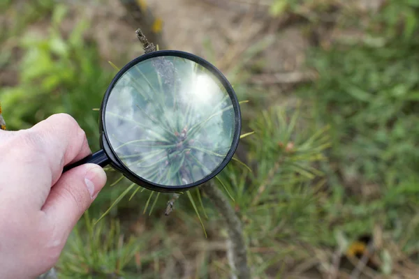 Créer un bonsaï dans le jardin — Photo