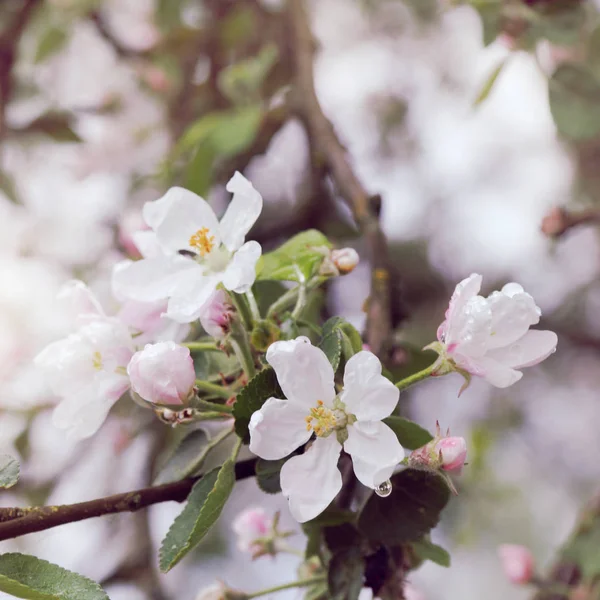 Primavera rosa florecimiento de los árboles —  Fotos de Stock