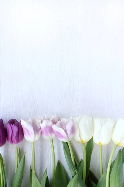 Floral background for congratulations — Stock Photo, Image