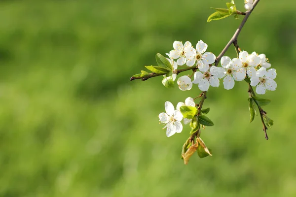 Wczesny kwitnienie wiśniowe drzewo — Zdjęcie stockowe