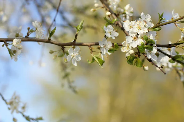 Kwitnące drzewo owocowe — Zdjęcie stockowe