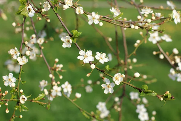 Blommande fruktträd på våren — Stockfoto