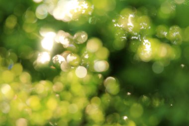  yaz güneş tavşanları