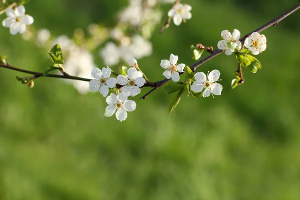 Vårblomning av träd — Stockfoto