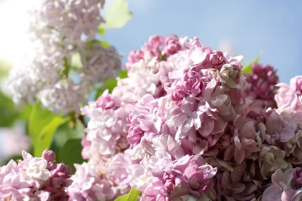 Blommar i vårträdgården — Stockfoto